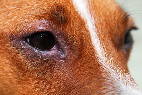 will conjunctivitis go away by itself in dogs