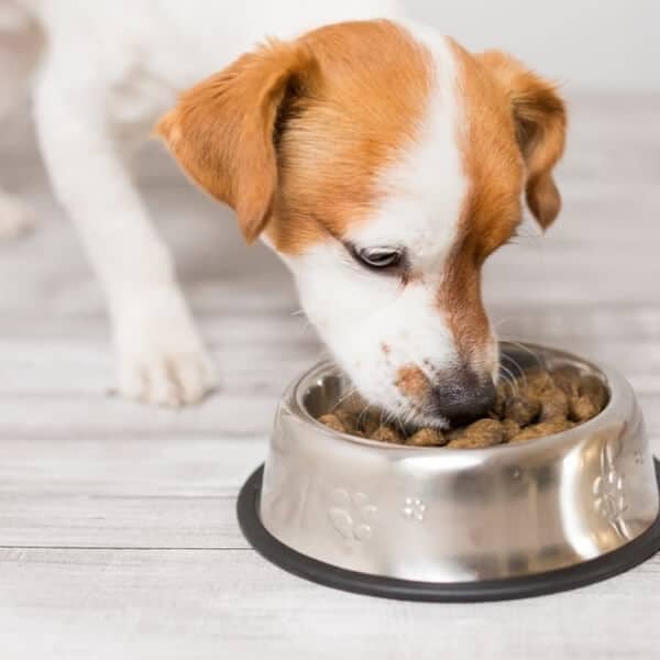 Homemade hydrolyzed clearance protein dog food