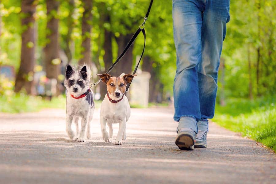 How Much Do Dog Walkers Make?