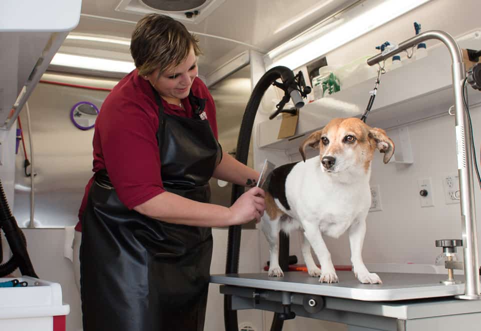 how much is it to groom a dog at petsmart