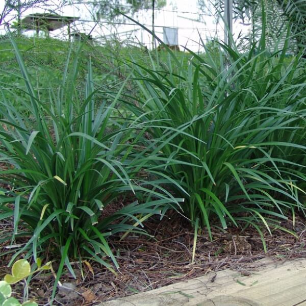 Is Liriope Poisonous To Dogs?
