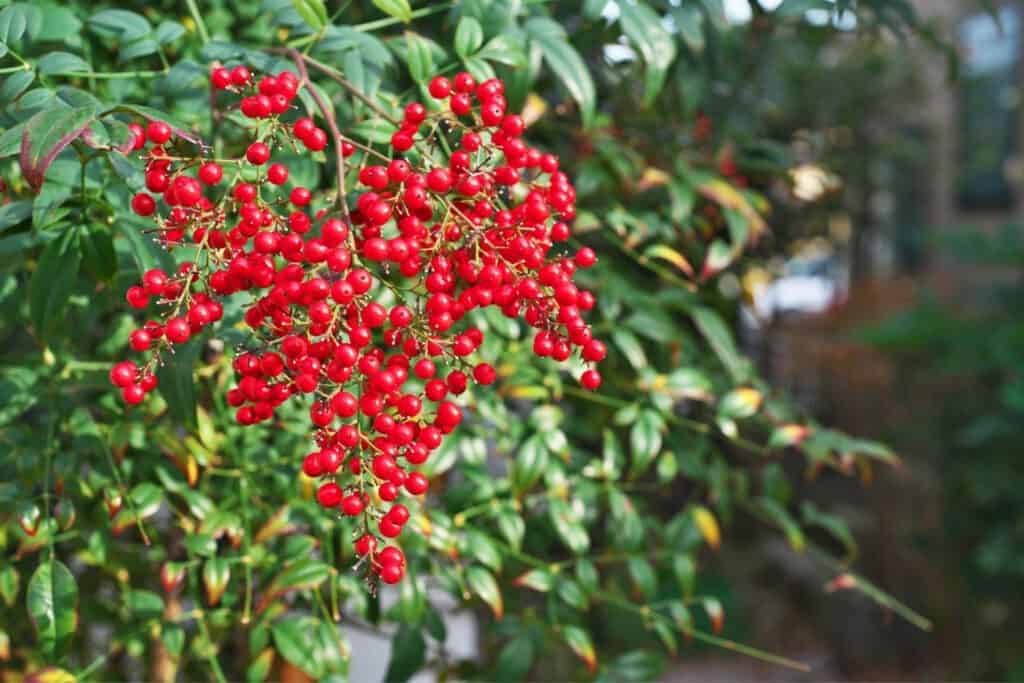 are little red berries poisonous to dogs