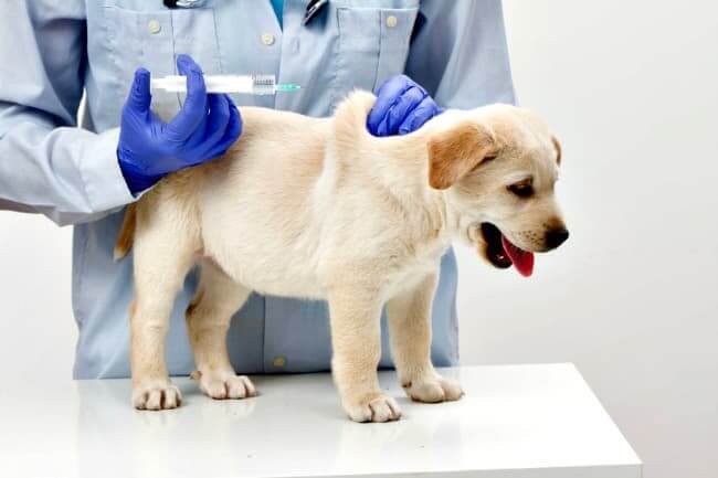 Where to Buy Puppy Shots (in the US)