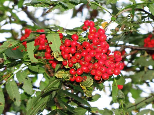 are red tree berries poisonous to dogs