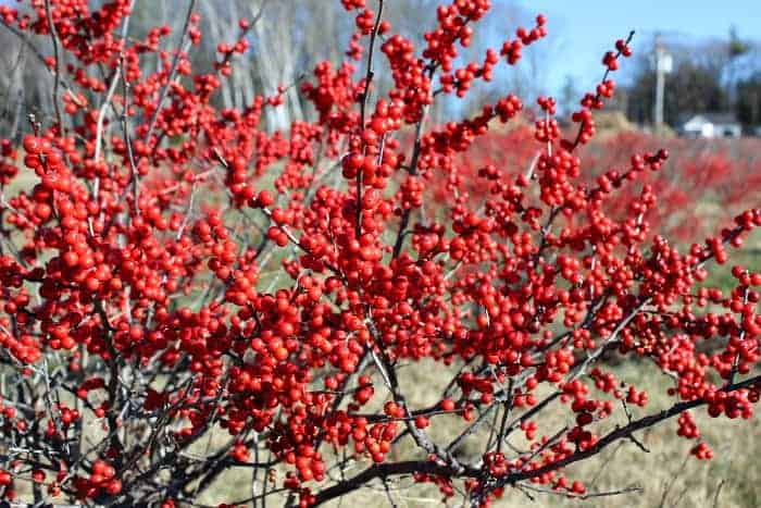 are blackthorn berries poisonous to dogs