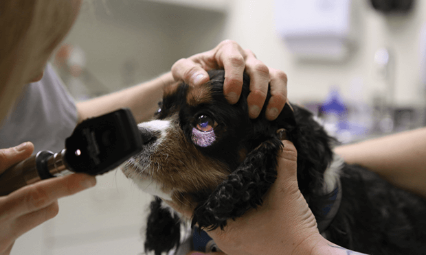 Pros and Cons of Cataract Surgery for Dogs