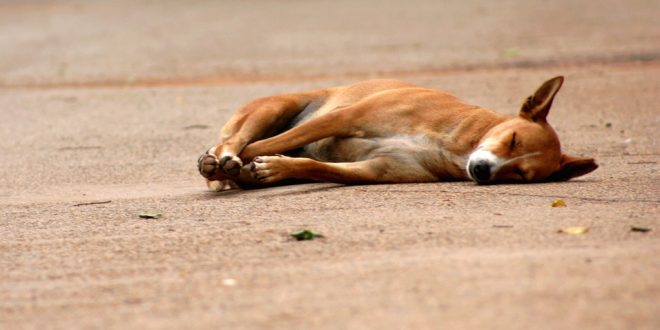 How to Tell How Long a Dog Has Been Dead