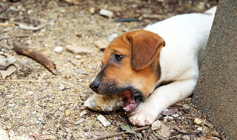 Can Dogs Die From Eating Rocks?