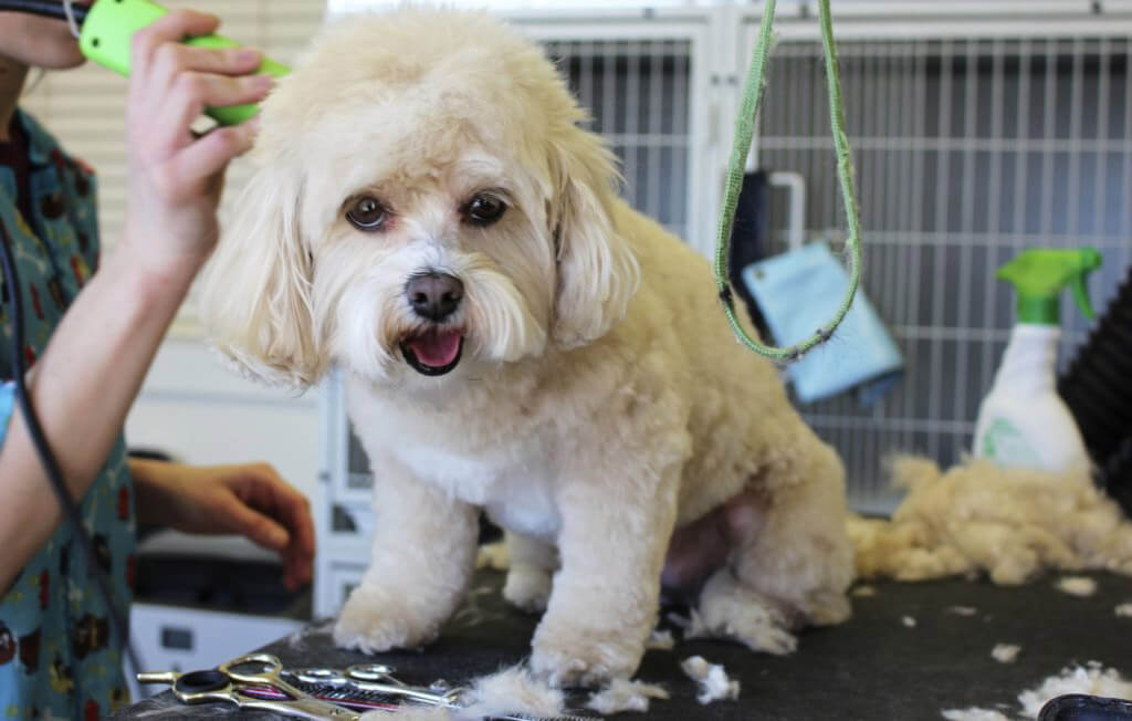 10 Important PetSmart Grooming Requirements Every Dog Owner Should Know