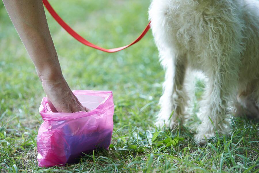 can you put dog poop in the compost bin