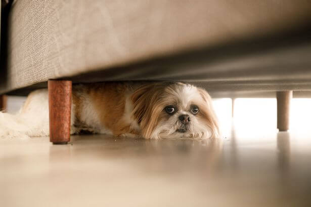 Why Do Dogs Hide When They Are Dying?
