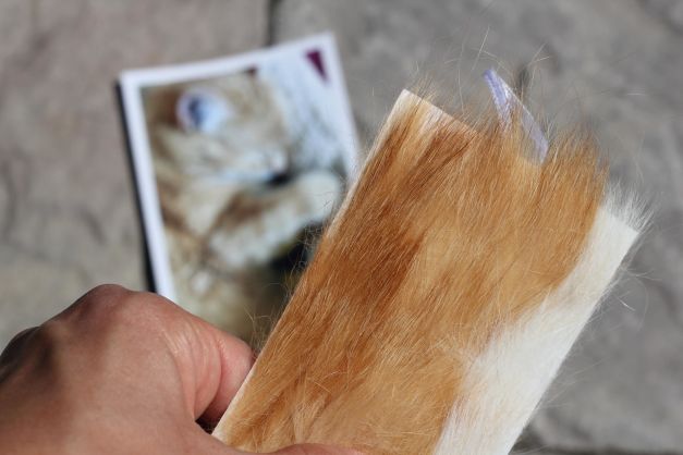 How to take a lock of your pet's fur and turn it into a keepsake