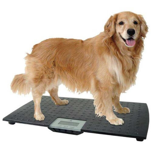 Can I Weigh My Dog At PetSmart?