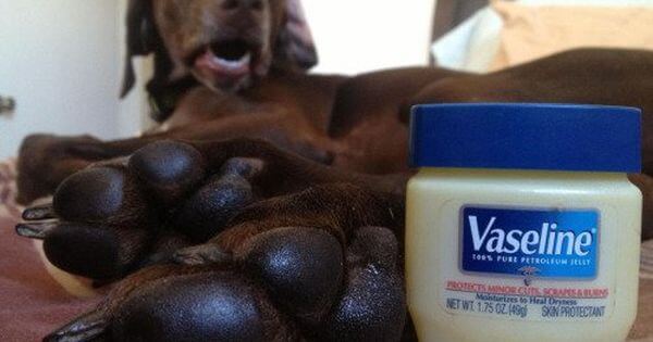 Does Vaseline Keep Flies Off Dogs?