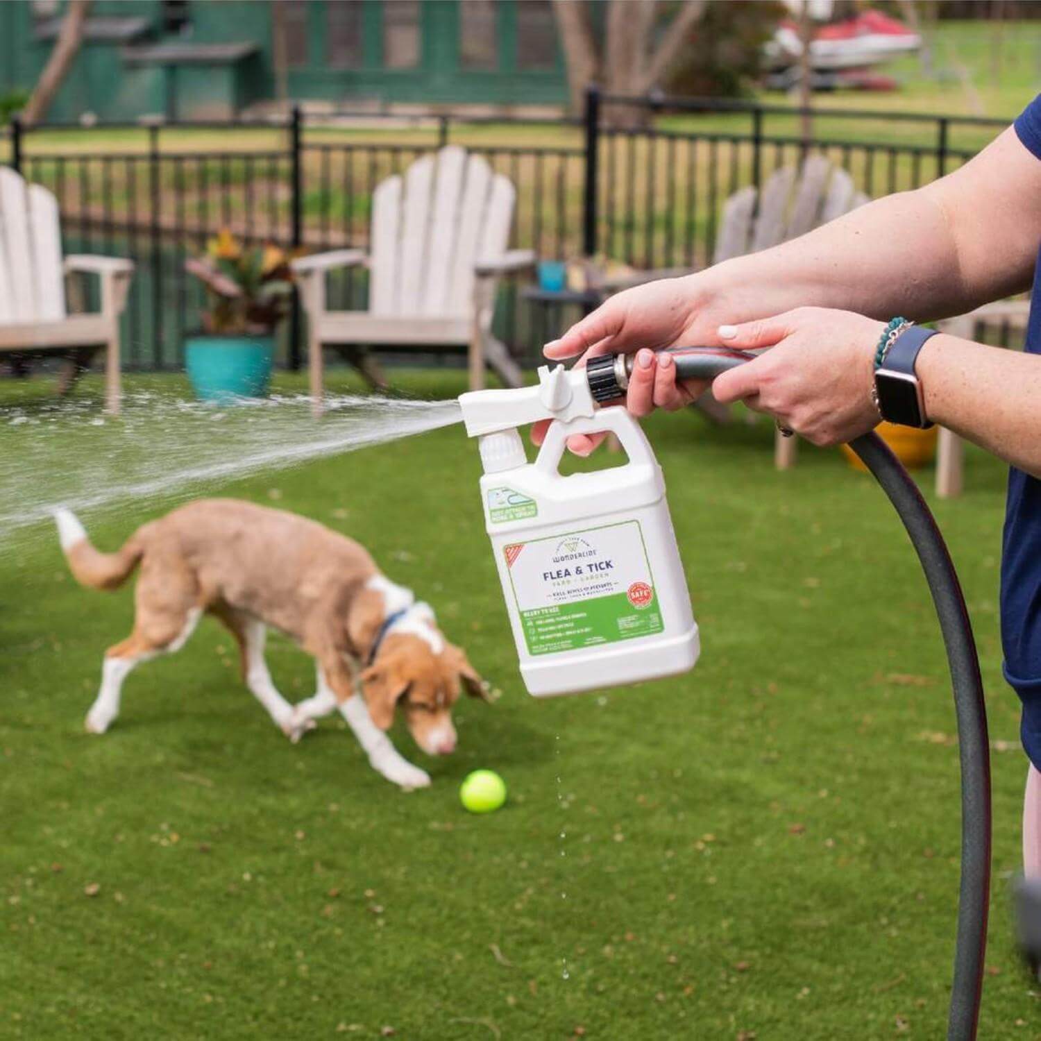 6 Favorite Yard Sprays for Flies (Safe for Dogs)