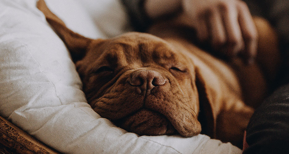 Do Dogs Snore As They Get Older?