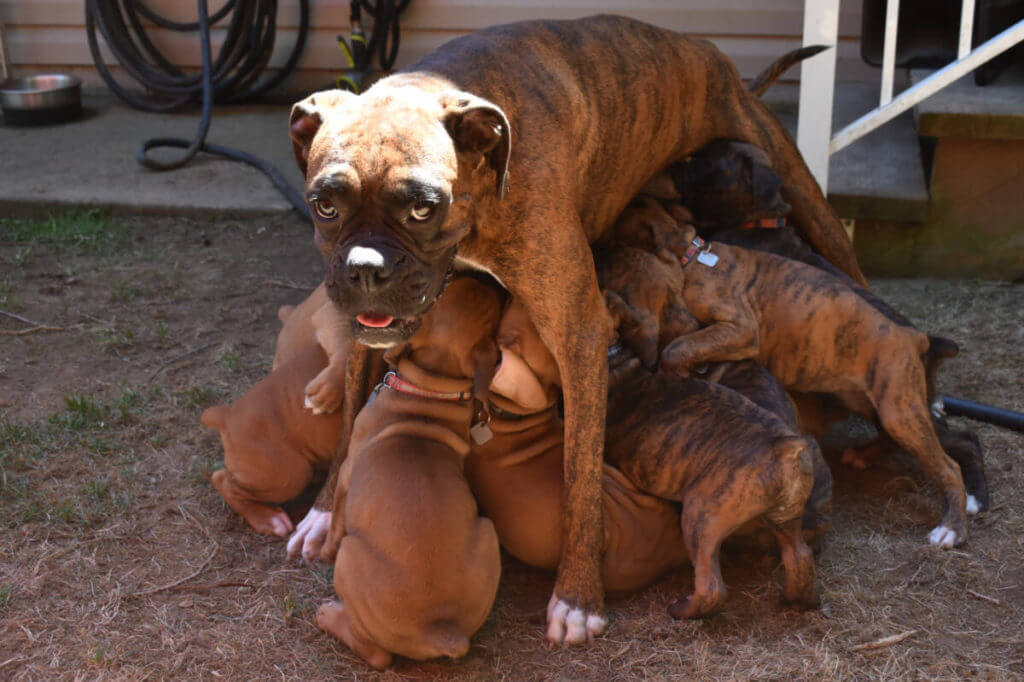 How Many Puppies Do Boxers Have in Their First Litter?