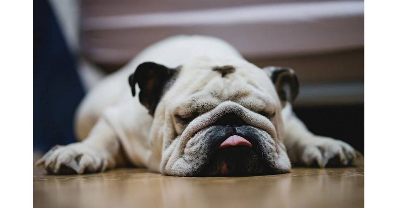 Top 12 Snoring Dog Breeds