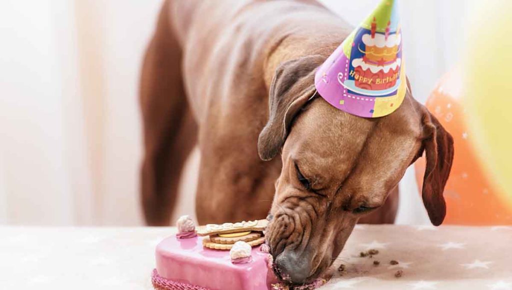 Dog enjoying his Gotcha day cake