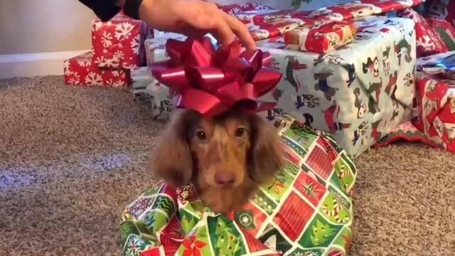 How to Wrap a Puppy as a Gift