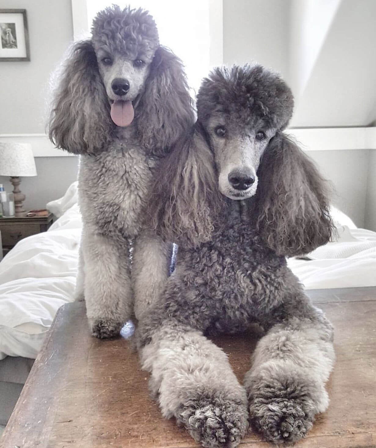 Do Poodles Have Webbed Feet? (Plus Other Facts about the Trait)