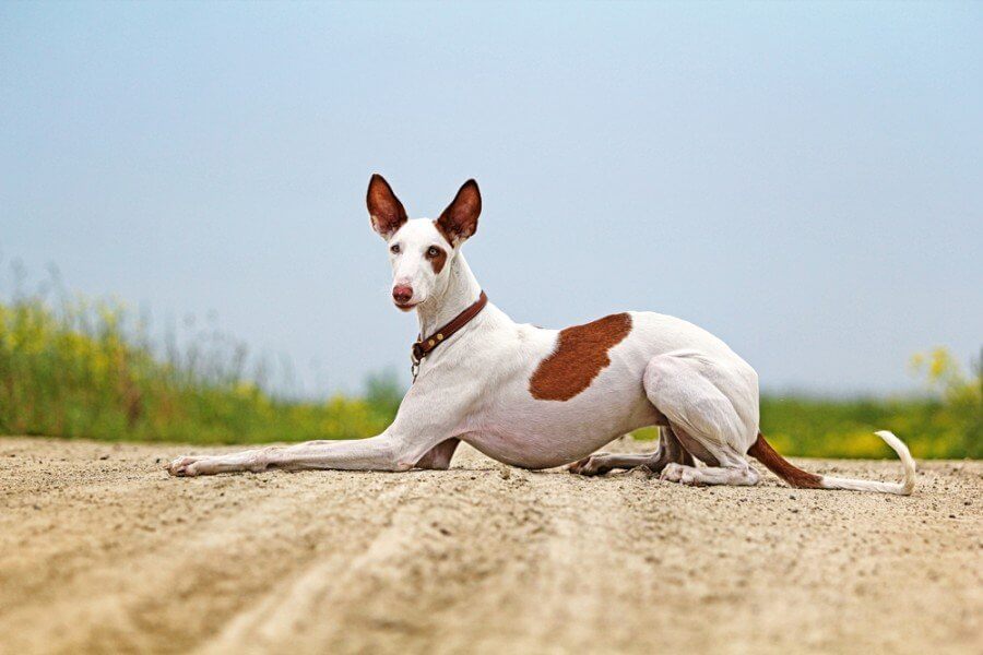 12 Dogs With Pointy Ears — Dog Breeds With Bat Ears