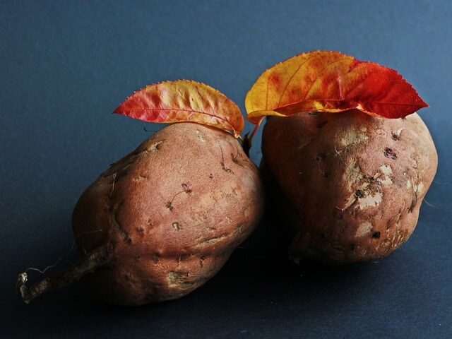 Is Sweet Potato Good For Dogs with Kidney Disease