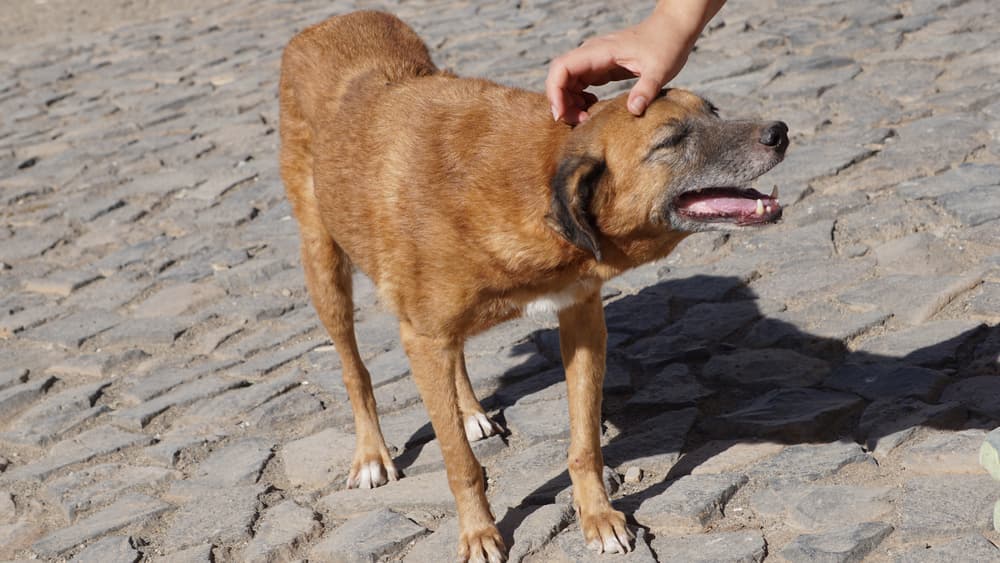 Jamaican Brown Dog: Meet This Awesome Jamaican Most Ancient Dog Breed