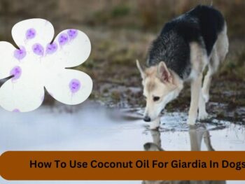 How To Use Coconut Oil For Giardia In Dogs